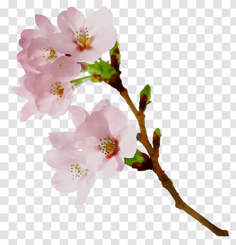 Cherry Blossom Rose Family ST.AU.150 MIN.V.UNC.NR AD Twig - Branch Transparent PNG
