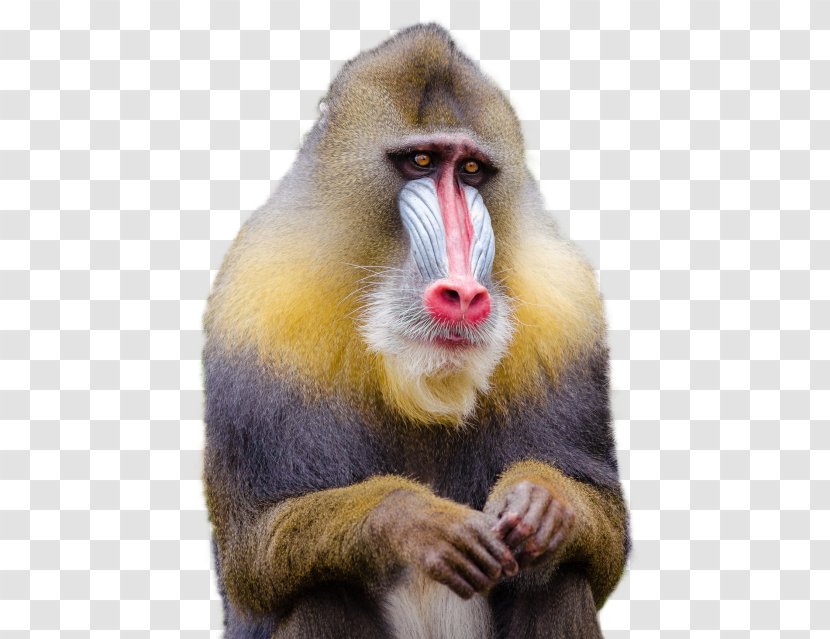 Mandrill Monkey Photography Clip Art - Wildlife Transparent PNG