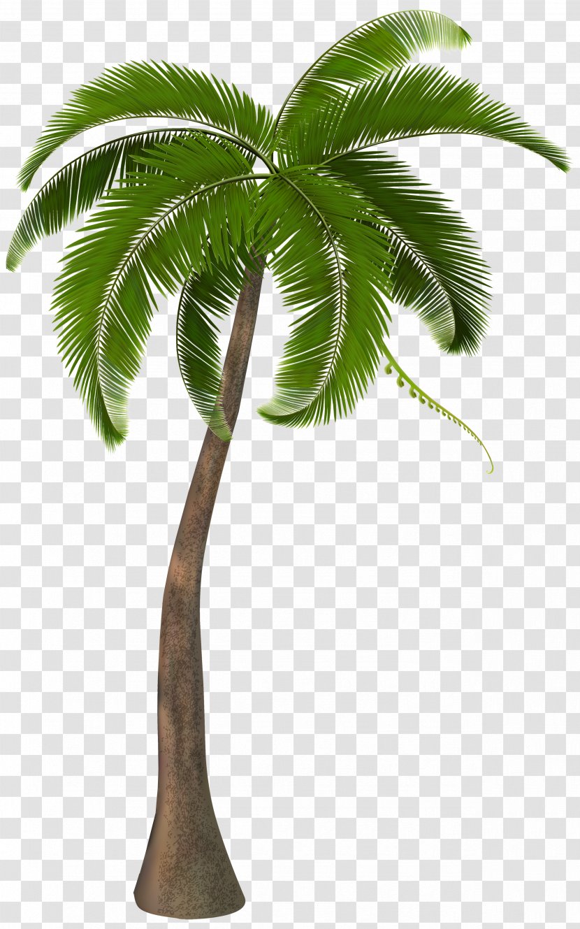 Arecaceae Clip Art - Young Dangerous - Beautiful Palm Tree Clipart Image Transparent PNG