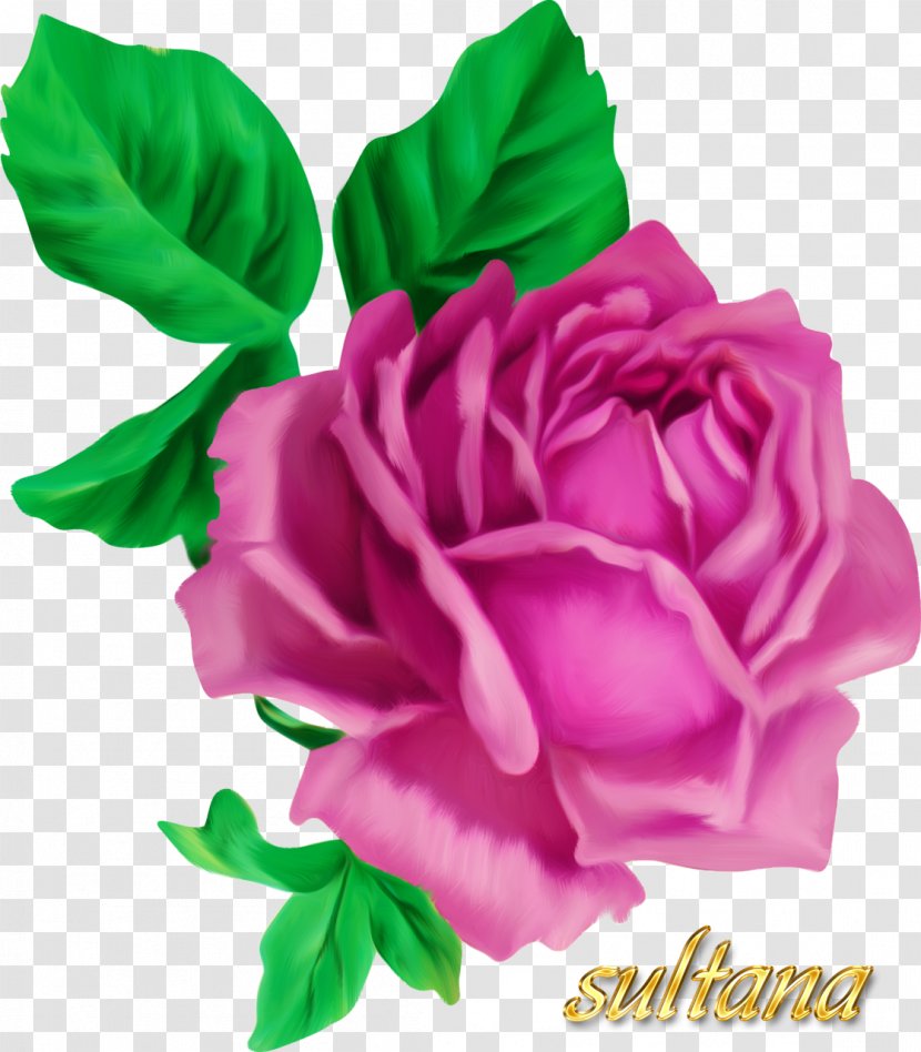 Floral Design Flower Bouquet Clip Art Garden Roses - China Rose Transparent PNG