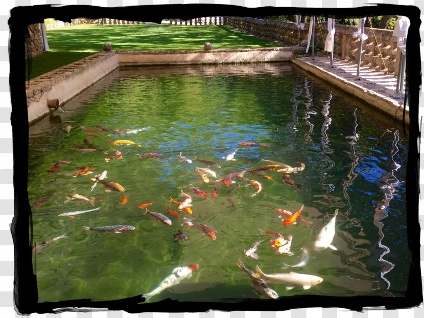Koi Fish Pond Water Resources Feature Transparent PNG