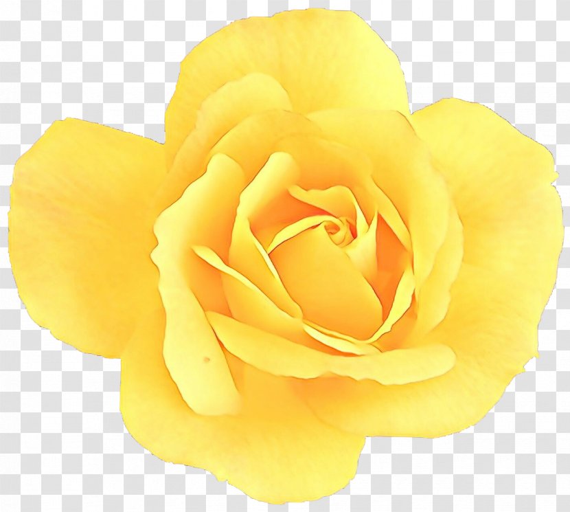 Garden Roses - Rose Order - Flowering Plant Transparent PNG