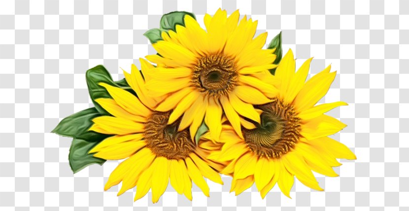 Sunflower - Annual Plant - Daisy Family Transparent PNG