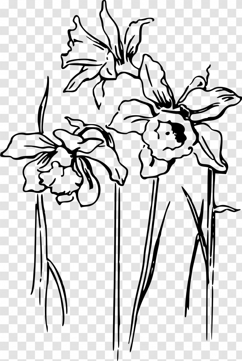 Daffodil Drawing Clip Art - Bulb - Narcissus Transparent PNG