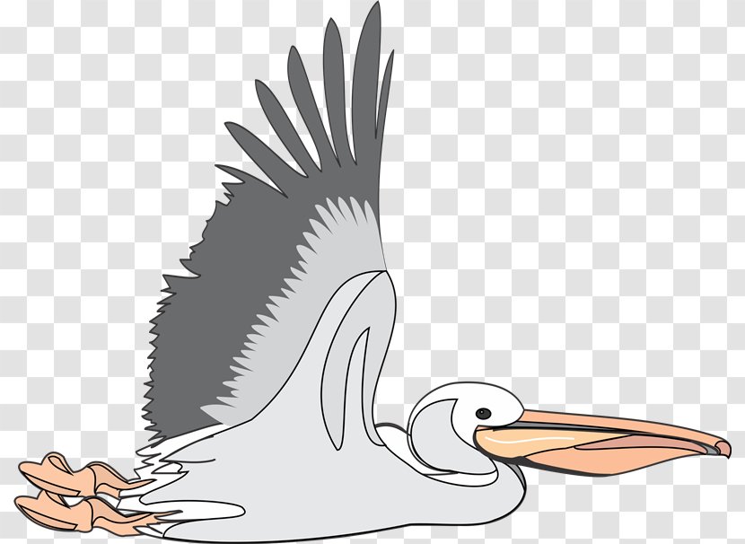 Brown Pelican Clip Art - Feather - Pv Sindhu Transparent PNG
