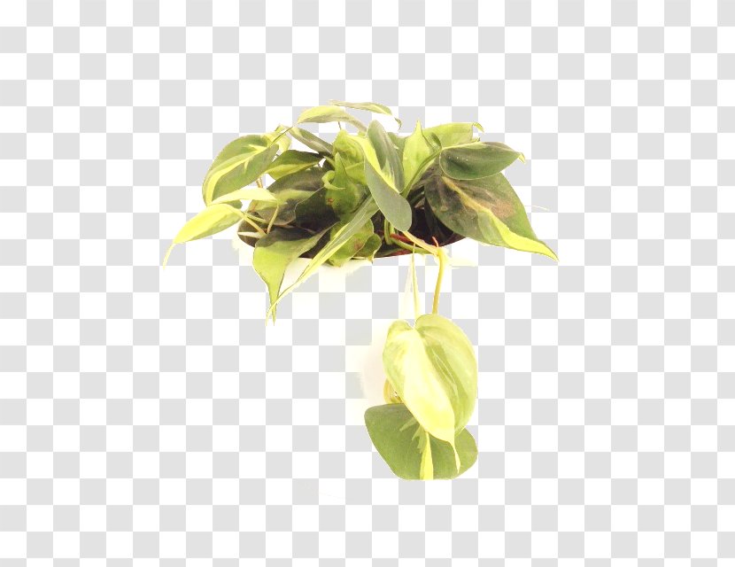 Philodendron Hederaceum Hidrokültür Leaf Variegation Transparent PNG