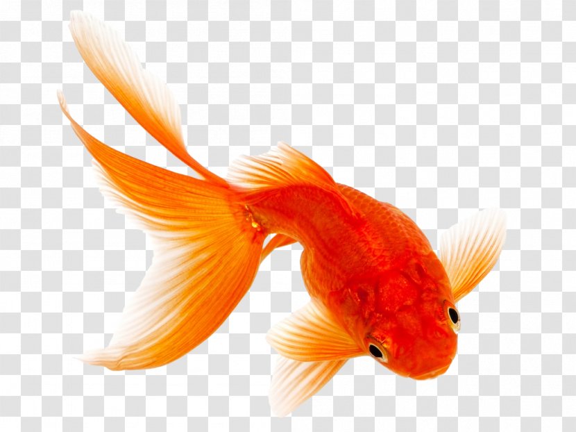 Comet Fantail Siamese Fighting Fish Pet - Goldfish Transparent PNG