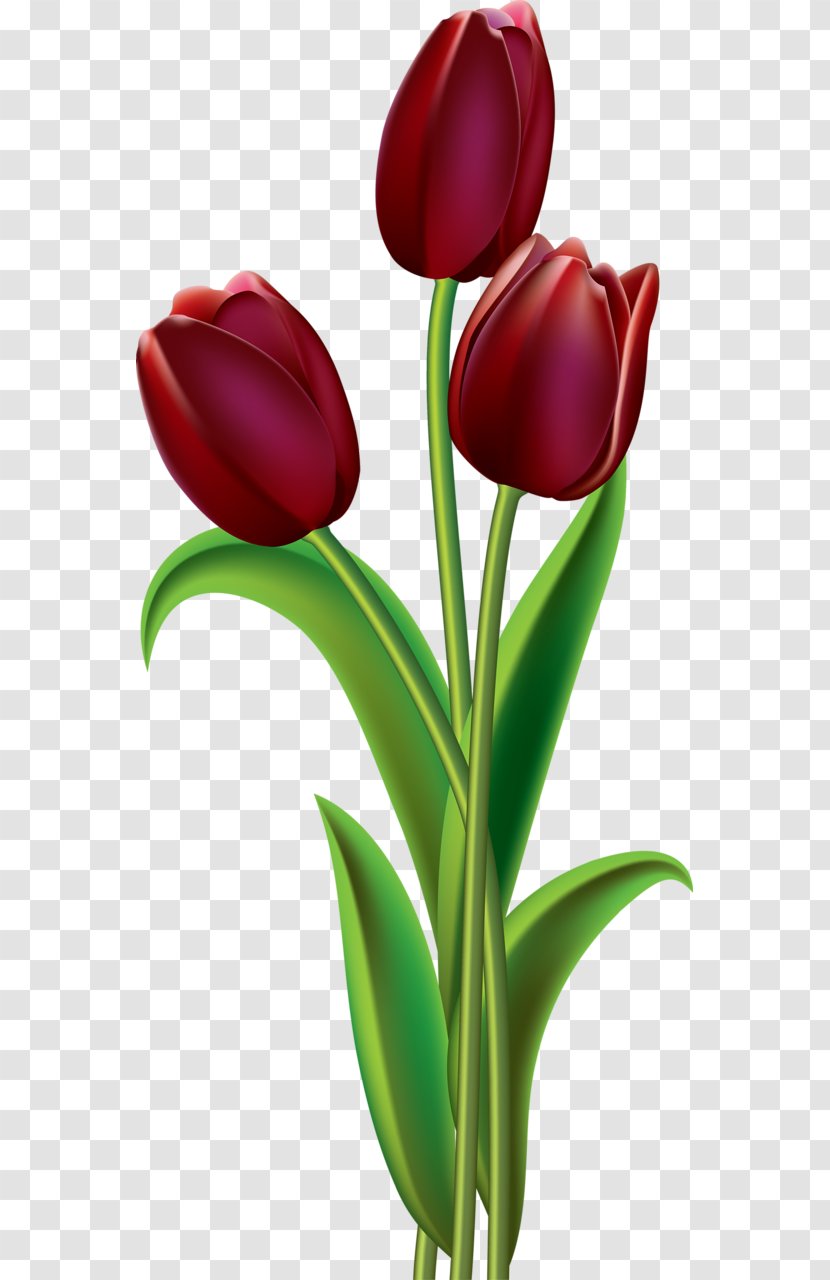 Clip Art Tulip Flower Image Openclipart - Flowering Plant Transparent PNG