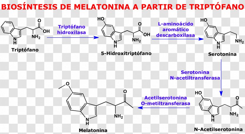 Serotonin Chemistry Tryptophan Molecule Melatonin - Silhouette - Blood Pressure Transparent PNG