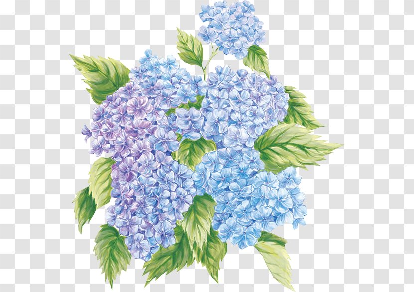 French Hydrangea Flower Paper Painting Clip Art - Common Daisy - Hortensia Transparent PNG