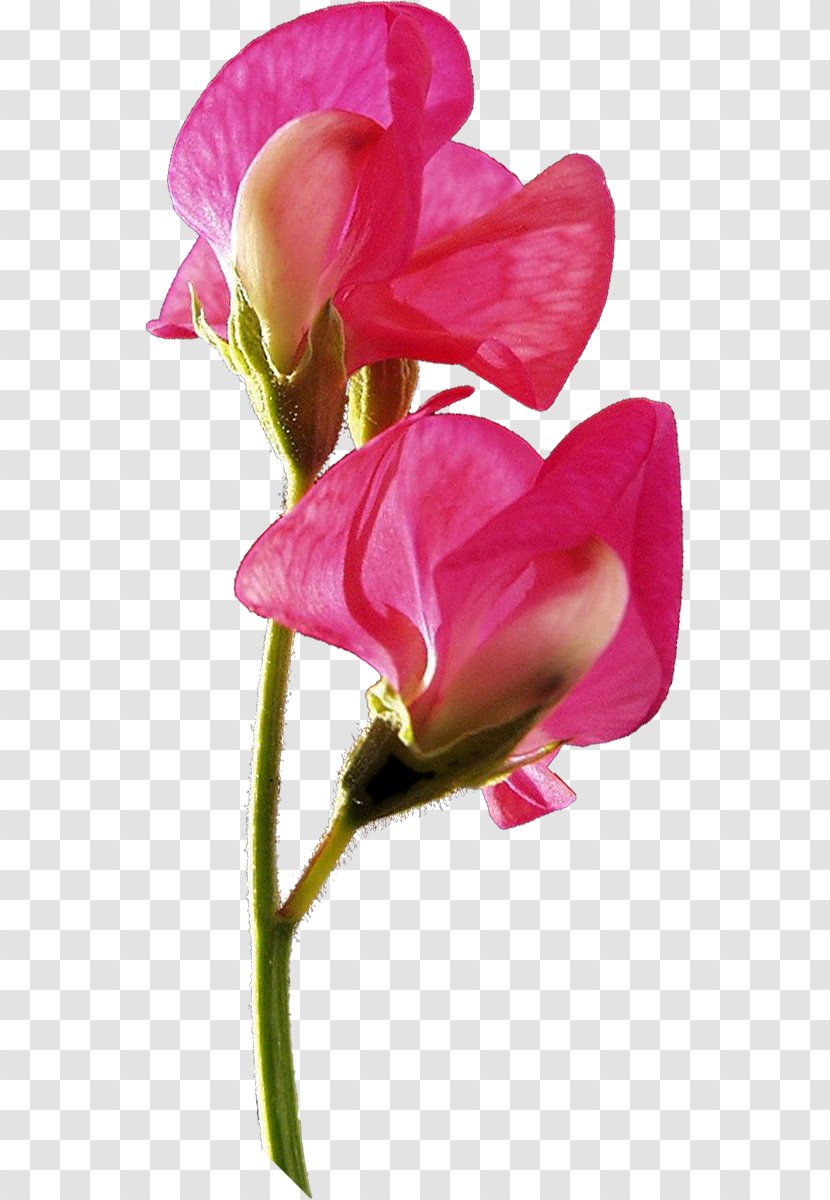 Broad-leaved Sweet Pea Garden Roses Cut Flowers - Bud - Flower Transparent PNG