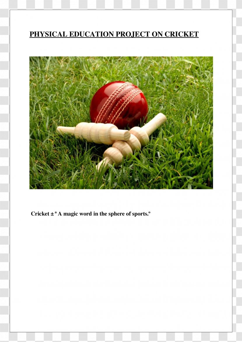 Cricket Balls Bail Bats - Wicket - Physical Education Transparent PNG