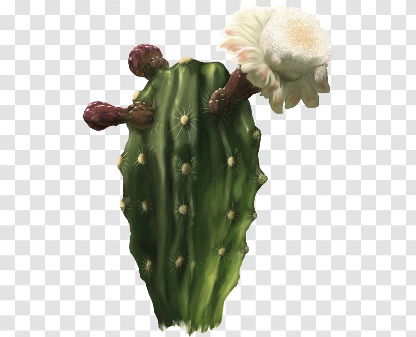 San Pedro Cactus Barbary Fig Cactaceae Strategy Nopal - Natural Environment - Colobocentrotus Atratus Transparent PNG