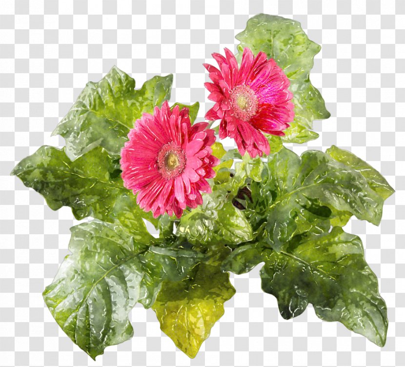 Transvaal Daisy Cut Flowers Google Images Přeju Ti - Floral Design - Flours Transparent PNG