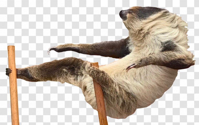 Sloth Imagination - Snout - Mammal Transparent PNG