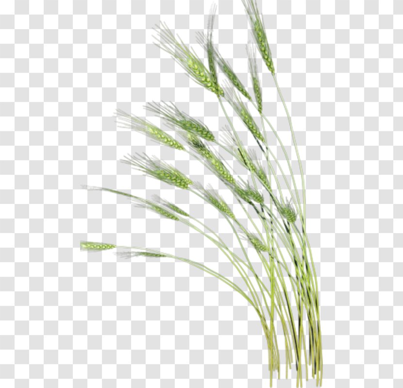 Xiaoman Wheat Clip Art - Sweet Grass - Plant Transparent PNG
