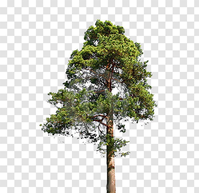 Tree Spruce Pine Stock Photography Conifers - Shutterstock - Fir-Tree File Transparent PNG