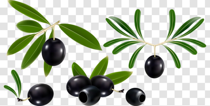 Olive Oil Leaf Branch - Black Cherry Transparent PNG
