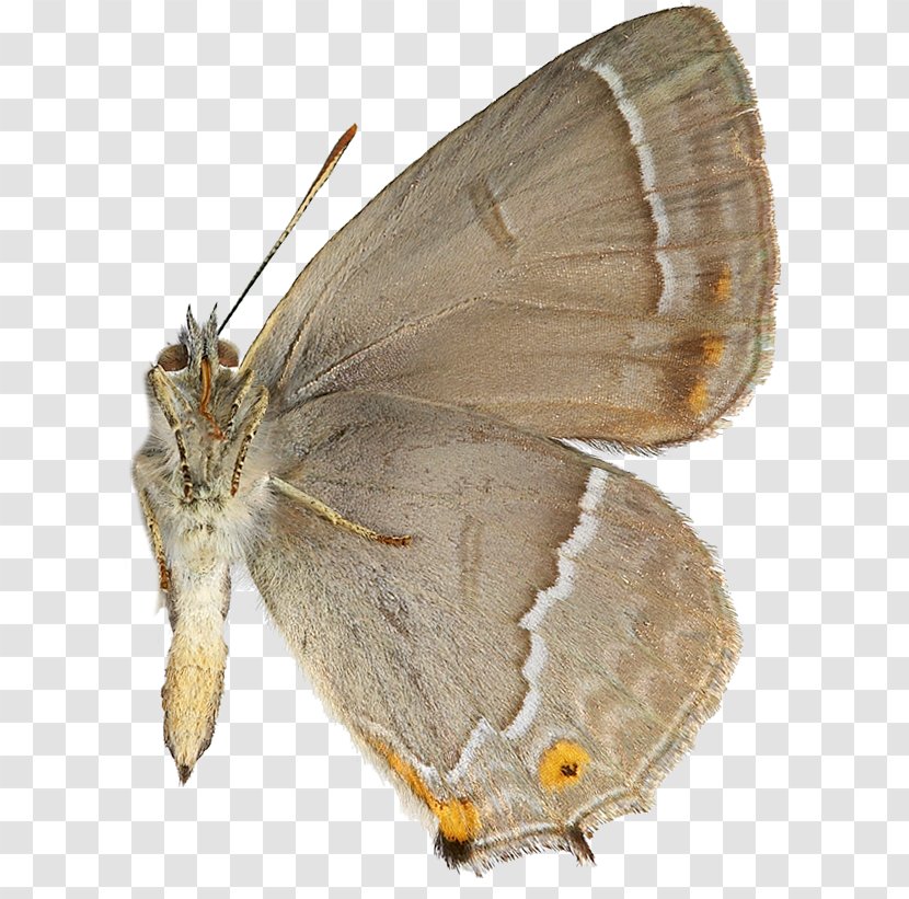 Gossamer-winged Butterflies Silkworm Brush-footed Purple Hairstreak Oak - Lycaenid - Quercus Transparent PNG