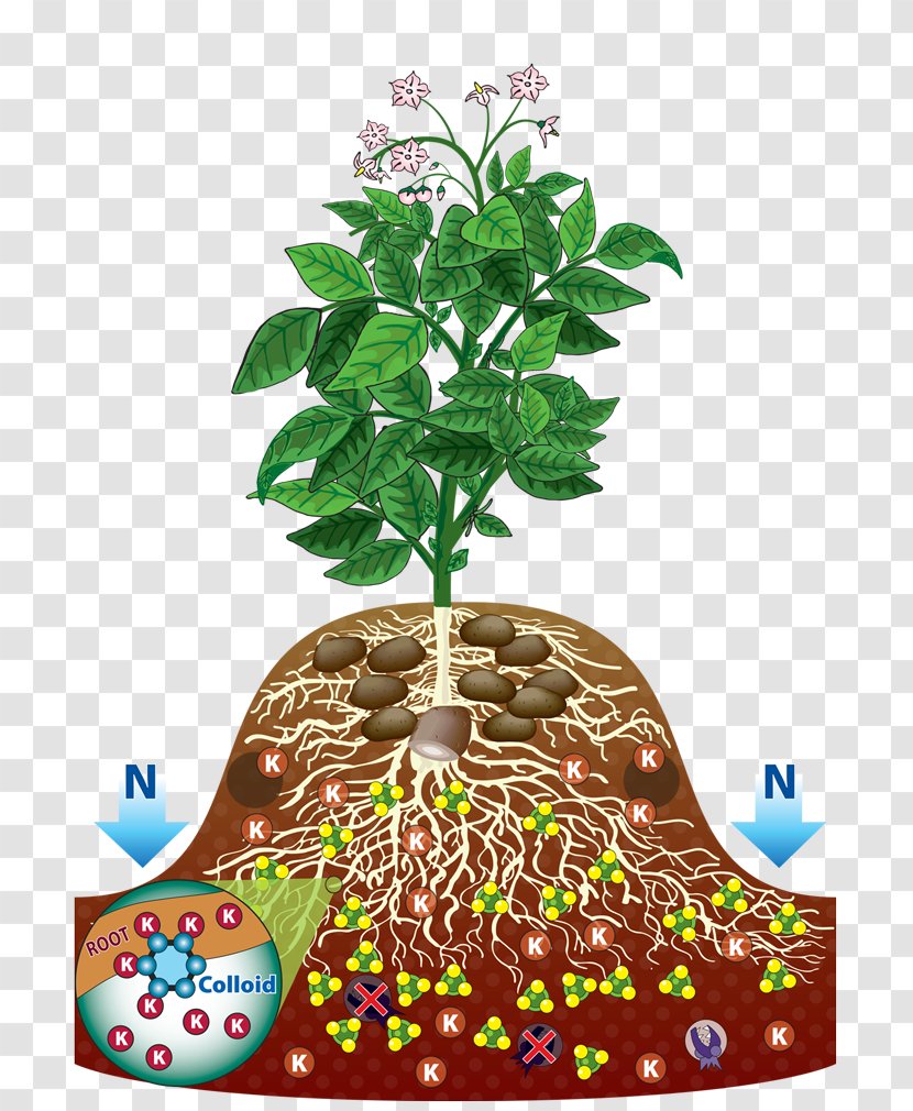 Flowerpot Houseplant Branching - The Root Of Plant Transparent PNG