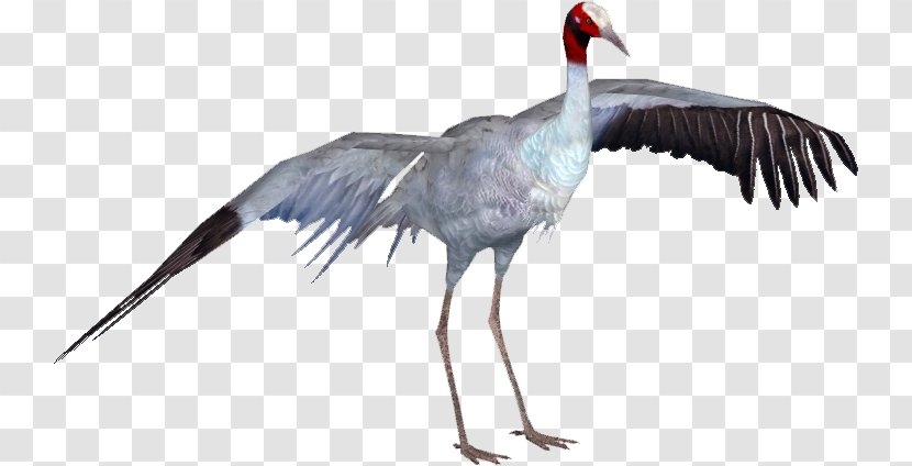 Crane Bird - Wildlife - Ciconiiformes Transparent PNG