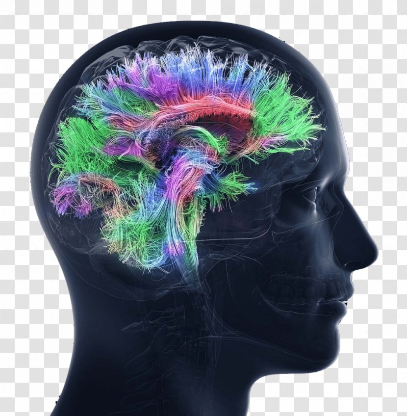 Human Brain Neuron Stock Photography Binaural Beats - Cartoon - Tmj Headaches Transparent PNG