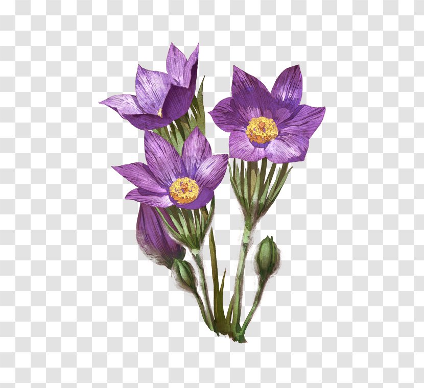 Eastern Pasqueflower Herbaceous Plant Drawing Achnatherum Robustum Transparent PNG