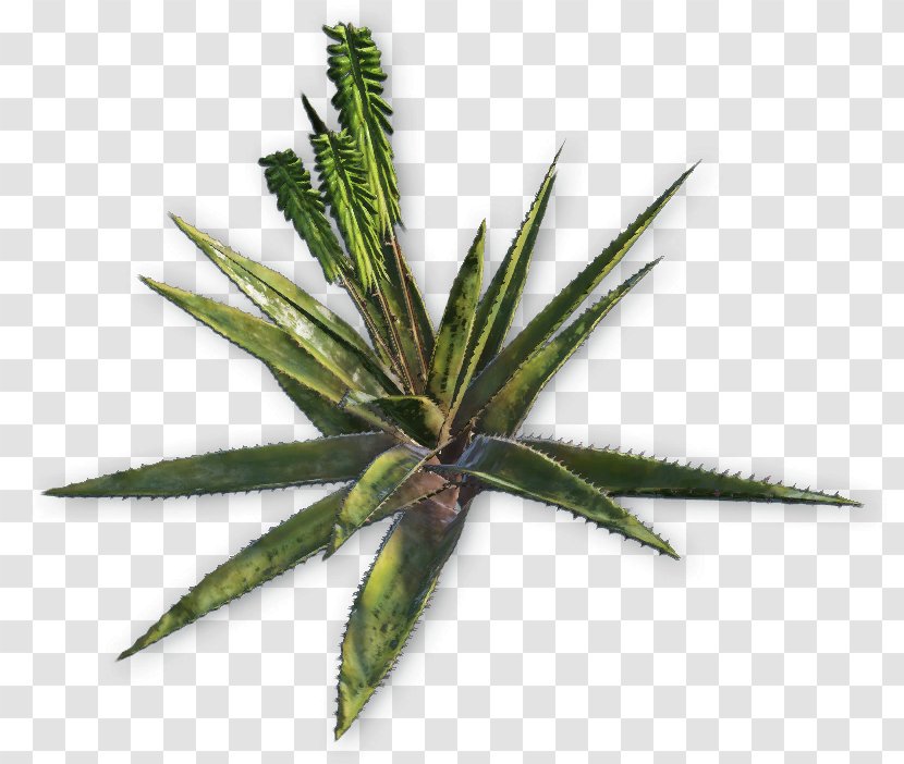 Far Cry 3 4 Plant Primal Aloe Vera Transparent PNG