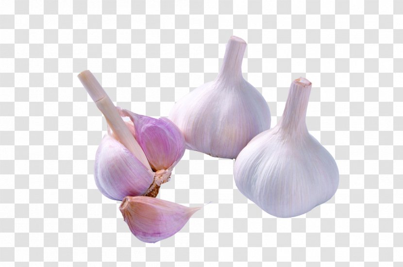 Garlic - Mosquito - Digital Camera Transparent PNG