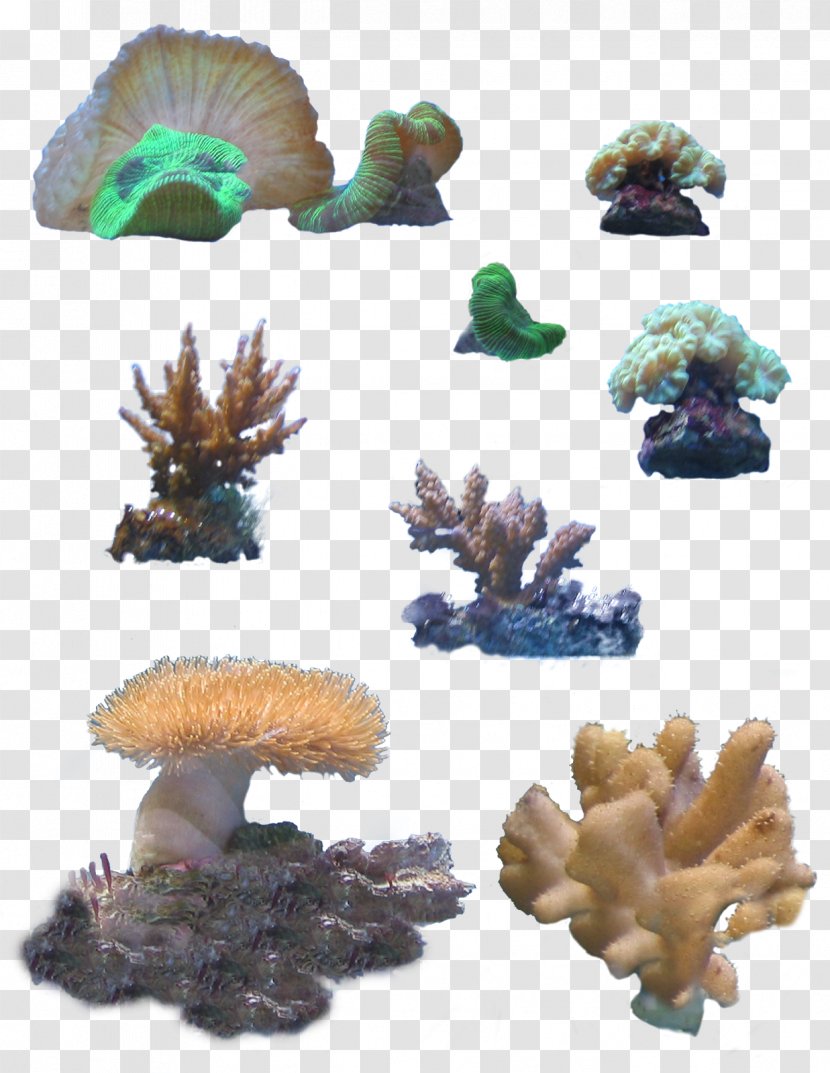 Stony Corals Coral Reef Clip Art - Sea Transparent PNG