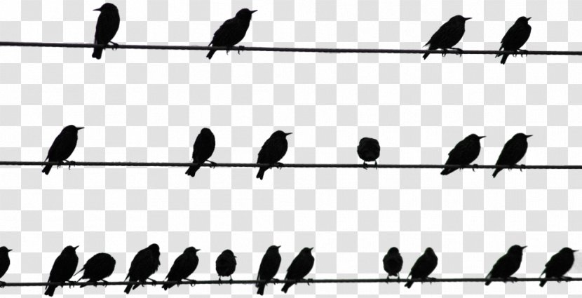Bird On A Wire Beak - Parallel Transparent PNG