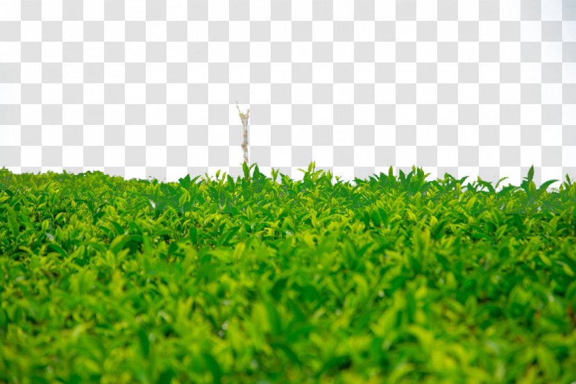 Seedling Leaf Shoot Wallpaper - Image Resolution - Green Tea Transparent PNG