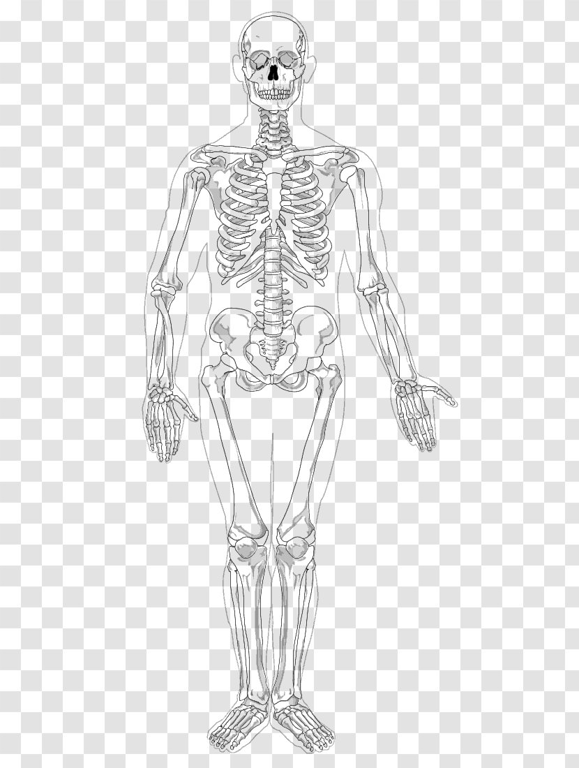Human Skeleton Appendicular The Skeletal System Clip Art - Frame Transparent PNG