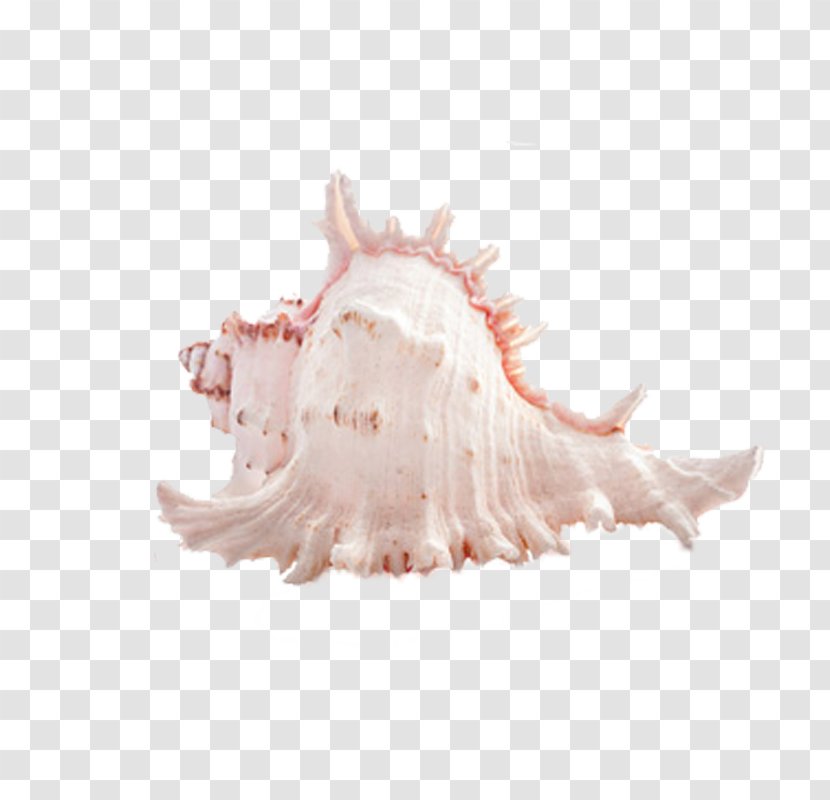 Seashell Photography - Conch - Marine Transparent PNG
