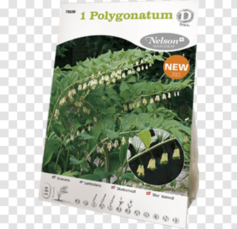 Polygonatum Multiflorum Shrub Perennial Plant Blossom White - Inflorescence Transparent PNG
