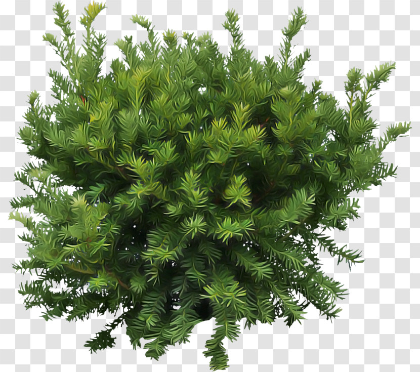 Plant White Pine Tree Yellow Fir Red Juniper Transparent PNG