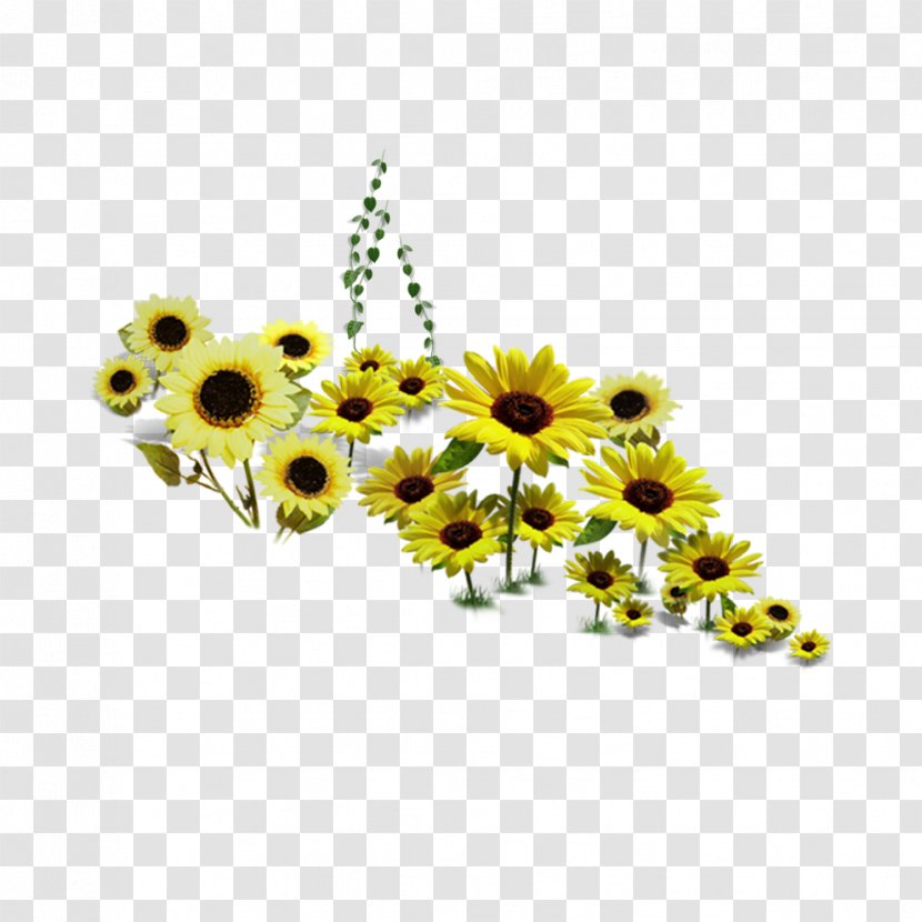 Common Sunflower - Petal Transparent PNG