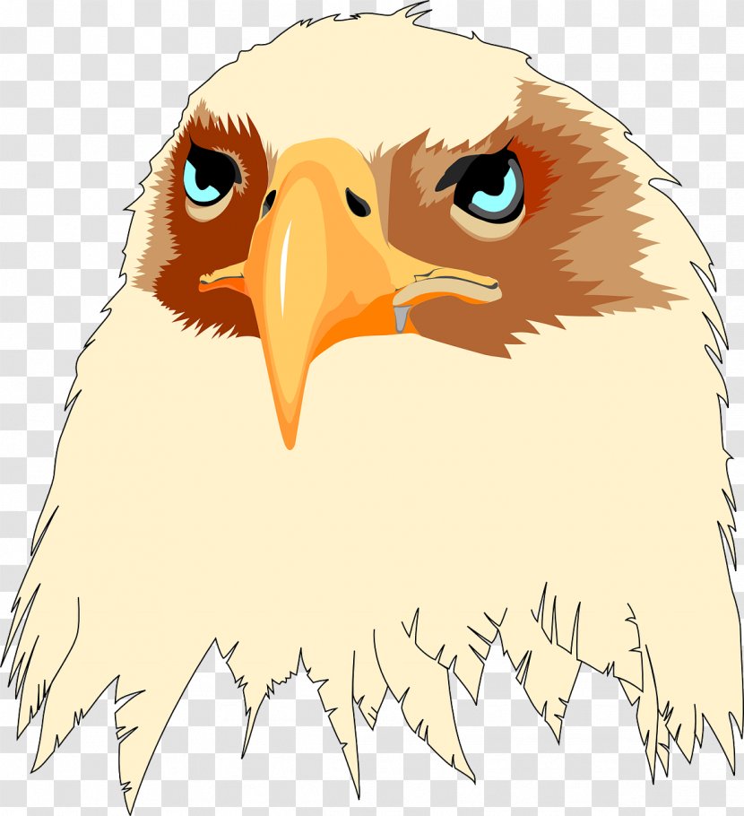 Bald Eagle Bird Beak Clip Art - Of Prey Transparent PNG