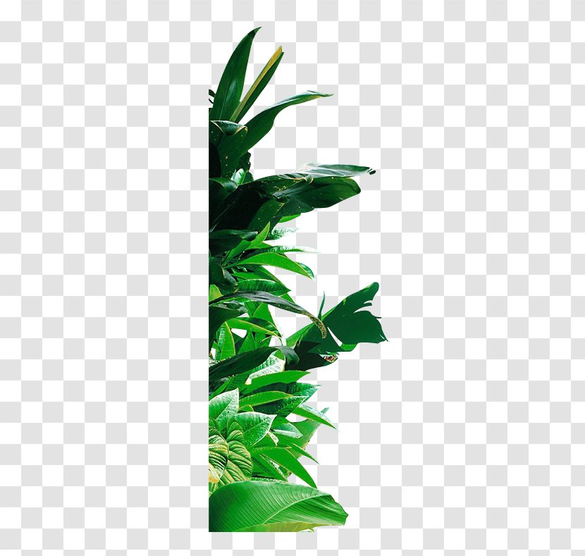 Banana Leaf - Computer Graphics - Green Transparent PNG