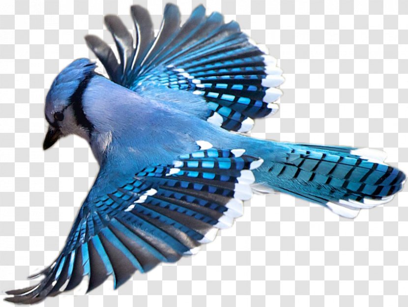 Birdwatching Blue Jay Flight - Tail - Flying Bird Transparent PNG