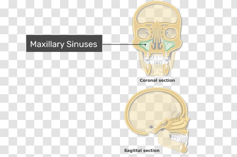 Paranasal Sinuses Ethmoid Sinus Frontal Maxillary - Jaw - Nose Transparent PNG