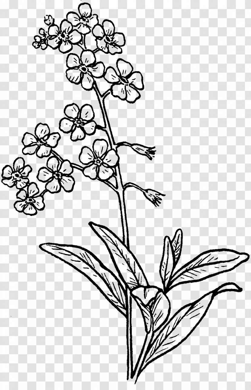 Floral Design The Mangawhai Focus Visual Arts - Pedicel - Coloring Book Transparent PNG