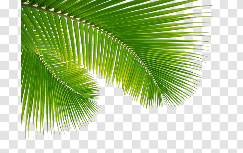 Holy Family Palm Sunday Easter Week Mass - Arecales - Leaves Transparent PNG