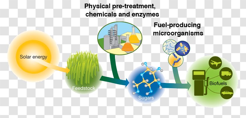 Lignocellulosic Biomass Cellulosic Ethanol Fuel Biofuel Bioenergy - Solar Energy - Photosynthetic Bacteria Transparent PNG