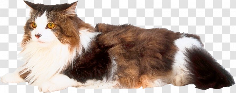 Whiskers Domestic Short-haired Cat Dog Breed Fur - Like Mammal Transparent PNG
