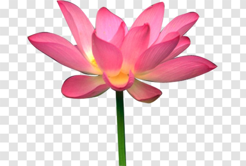 Clip Art - Pink - Flower Transparent PNG