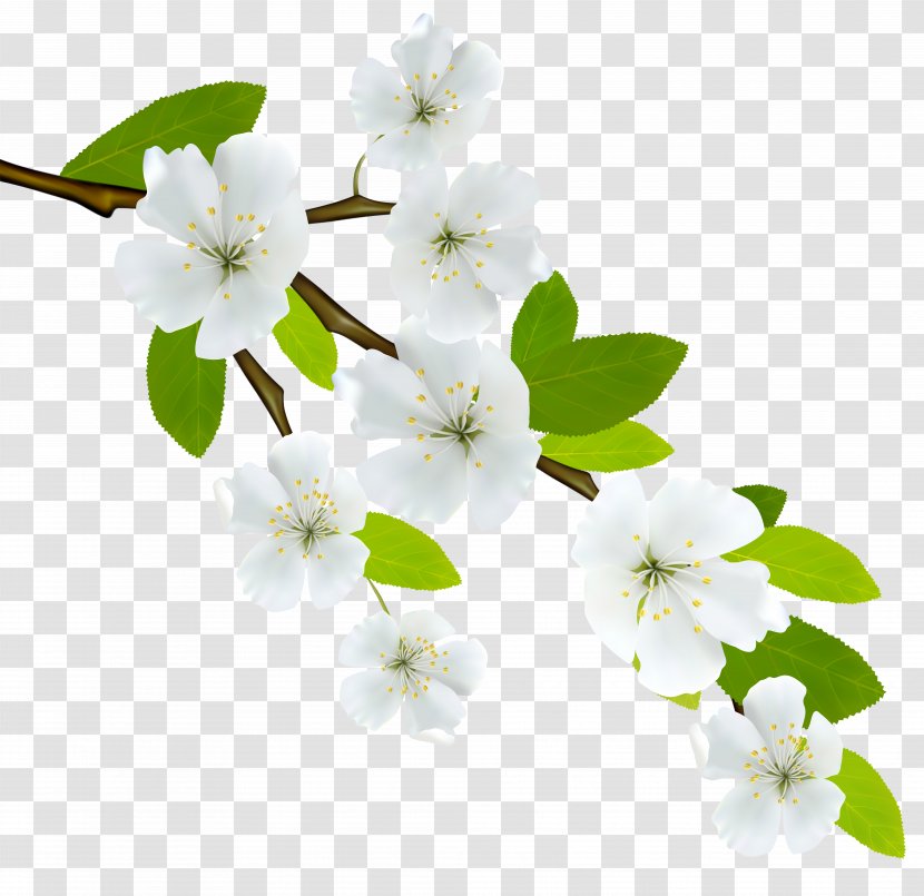 Branch Clip Art - Twig - Spring Image Transparent PNG