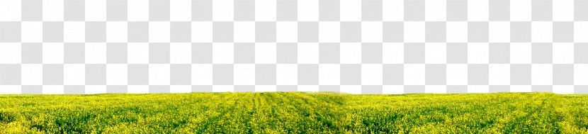 Barley Grassland Energy Desktop Wallpaper Rye - West Highland White Terrier Transparent PNG
