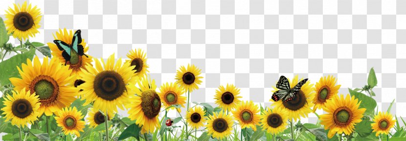 Common Sunflower Clip Art - Yellow Transparent PNG
