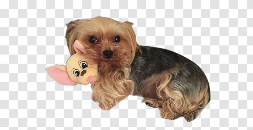 Yorkshire Terrier Morkie Australian Silky Puppy Companion Dog - Baby Prince Transparent PNG